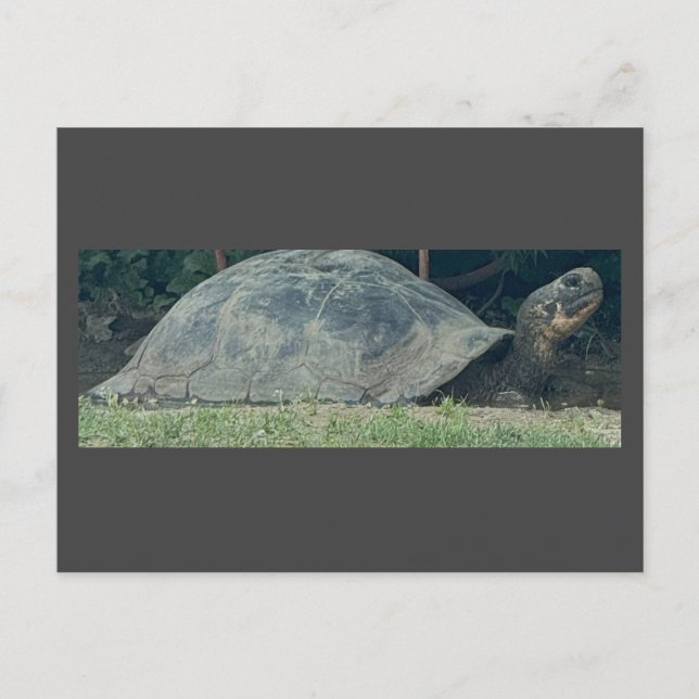 Carte postale photo Tortue (Devant)