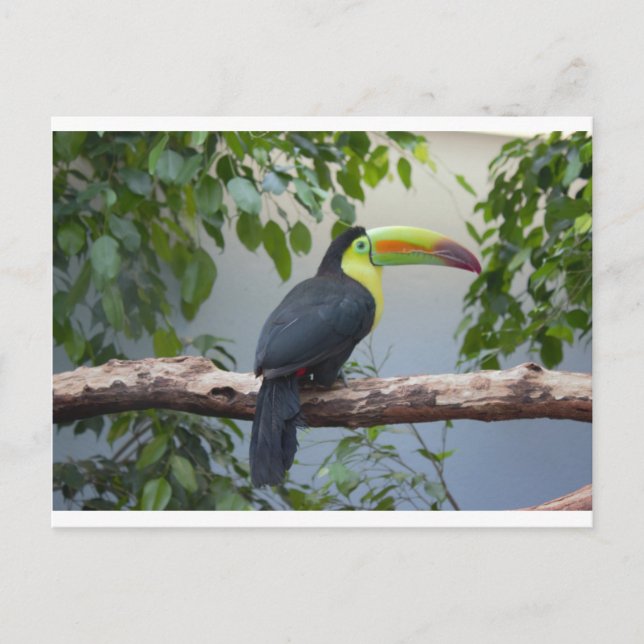 Carte Postale Photo Toucan (Devant)