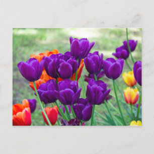 Carte Postale Photo tulipes violettes foncées