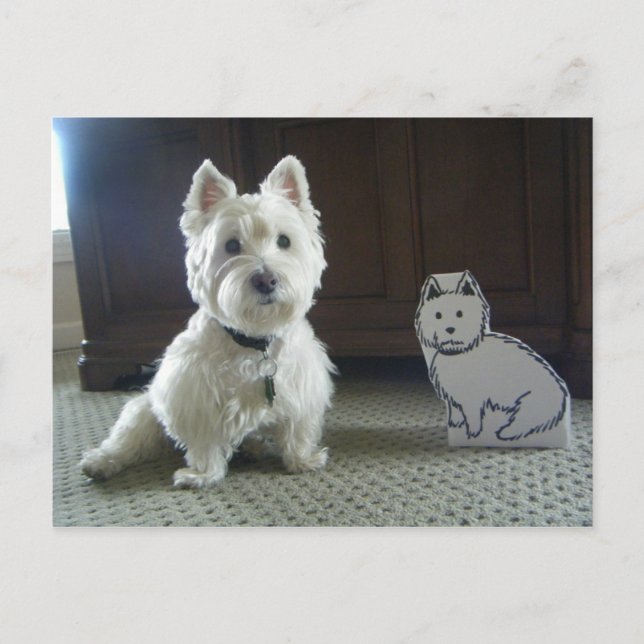 Carte postale photo Twin Westies (Devant)