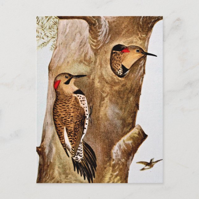 Carte Postale Photo Vintage Flicker Birds (Devant)