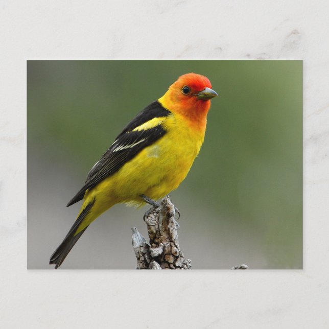 Carte Postale Photo Western Tanager (Devant)