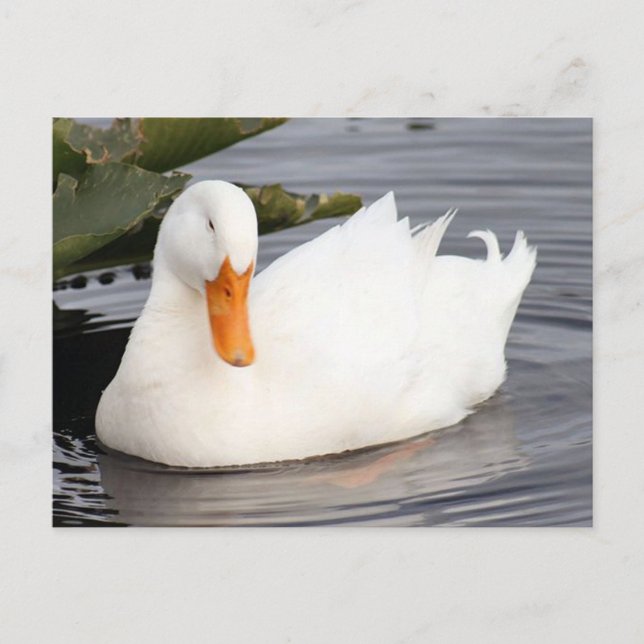 Carte postale photo White Duck (Devant)