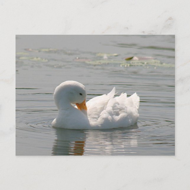 Carte postale photo White Duck (Devant)