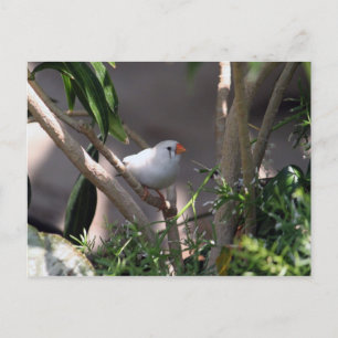 Carte Postale Photo White Finch