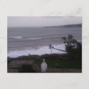 Carte postale Photo White Pigeon Sea View