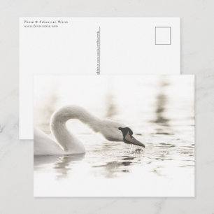 Carte Postale Photo White Swan Nature