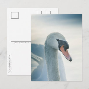 Carte Postale Photo White Swan Nature