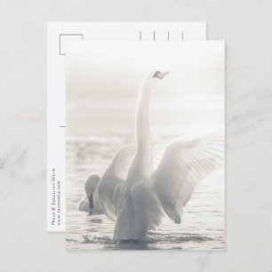 Carte Postale Photo White Swan Nature