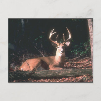 Carte Postale Photo White Tail Deer Buck
