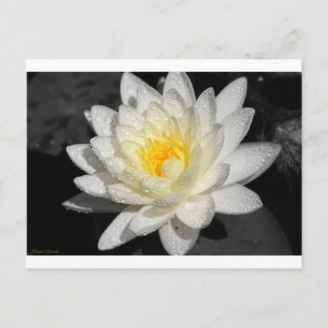 Carte Postale Photo White Water Lily (Devant)
