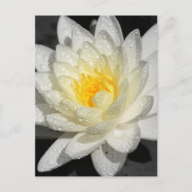 Carte Postale Photo White Water Lily (Devant)