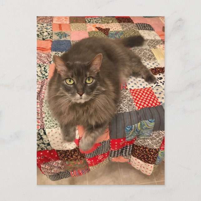 Carte postale Photo "Willow Cat Sitting" (Devant)