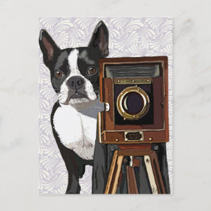 Carte Postale Photographe Boston Terrier 2