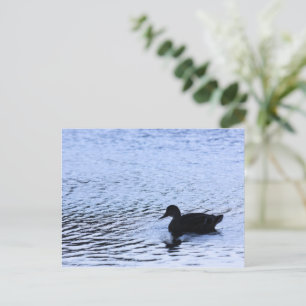 Carte Postale Photographe Lone Duck Wildlife Lake Water Ripples