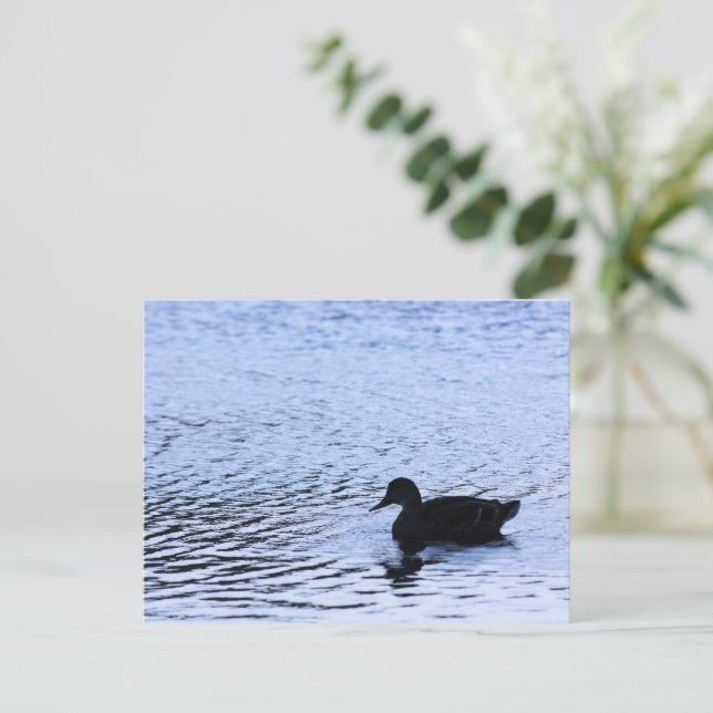 Carte Postale Photographe Lone Duck Wildlife Lake Water Ripples (Debout devant)