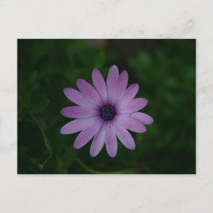 Carte Postale Photographie à fleurs violettes