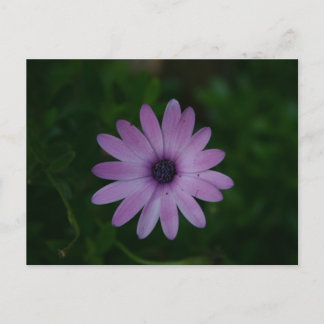 Carte Postale Photographie à fleurs violettes
