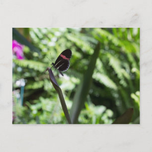 Carte Postale Photographie à papillon