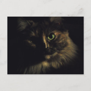 Carte Postale Photographie artistique de chat ombreux aux yeux v
