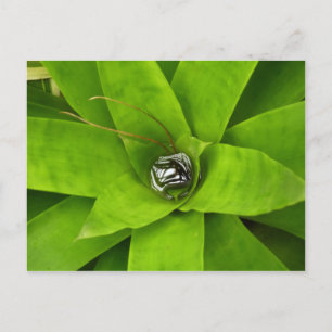Carte Postale Photographie botanique verte de Bromeliad