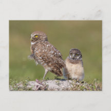 Photographie charmante de la faune de la chouette