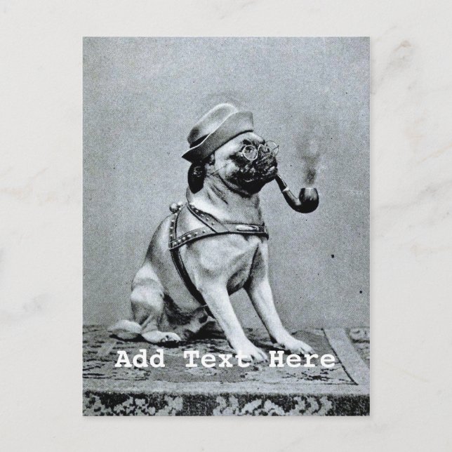 Carte Postale Photographie chique vintage de carlin (Devant)