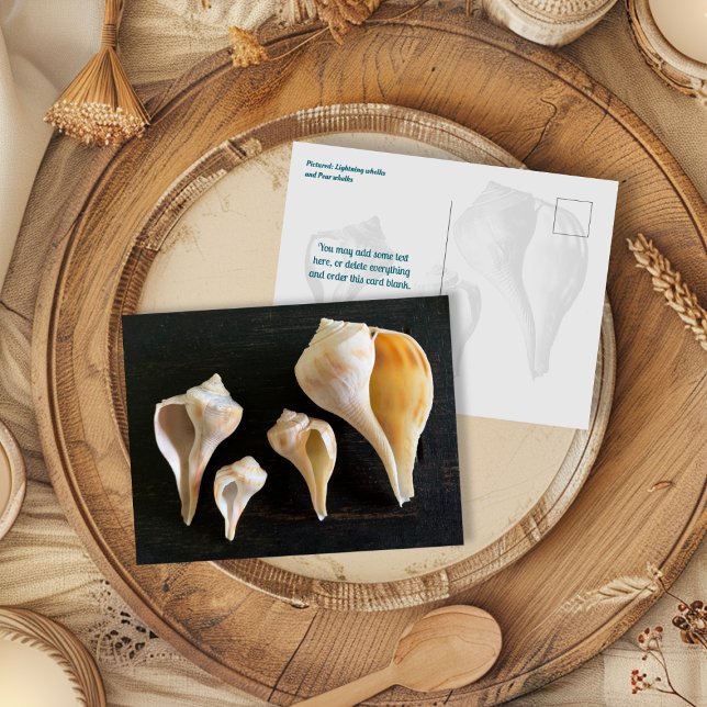 Carte Postale Photographie comparative de coquilles de buccin (Créateur téléchargé)