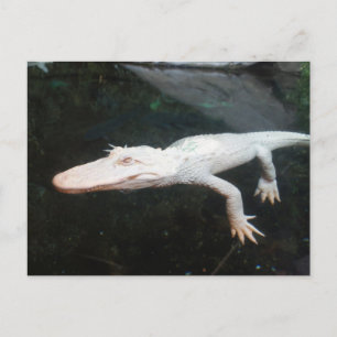 Carte Postale Photographie couleur albino de natation