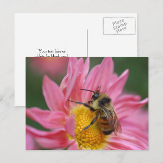 Carte Postale Photographie d'abeille sur fleur de marguerite ros