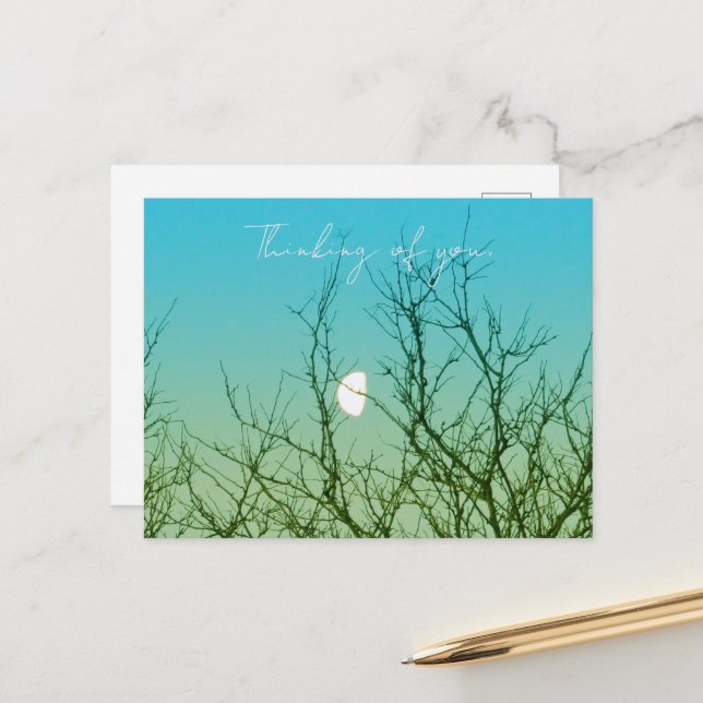 Carte Postale Photographie d'arbres (Devant/Arrière en situation)