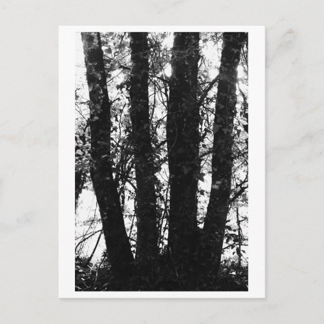 Carte Postale Photographie d'arbres - Arden (Devant)