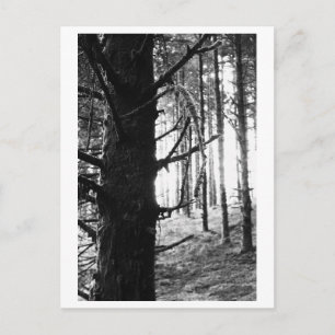 Carte Postale Photographie d'arbres - Druantia