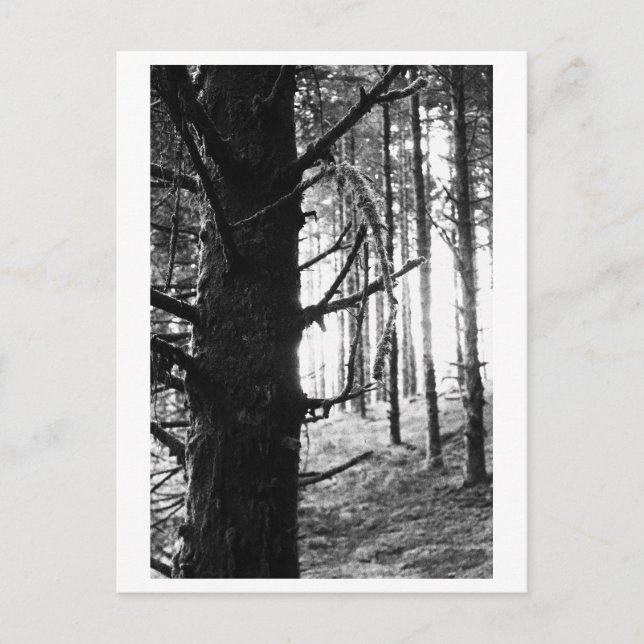 Carte Postale Photographie d'arbres - Druantia (Devant)