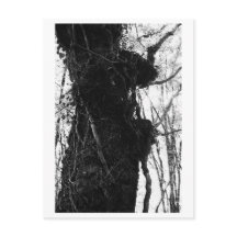 Photographie d'arbres - Moriko