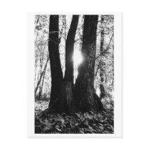 Photographie d'arbres - Oriana
