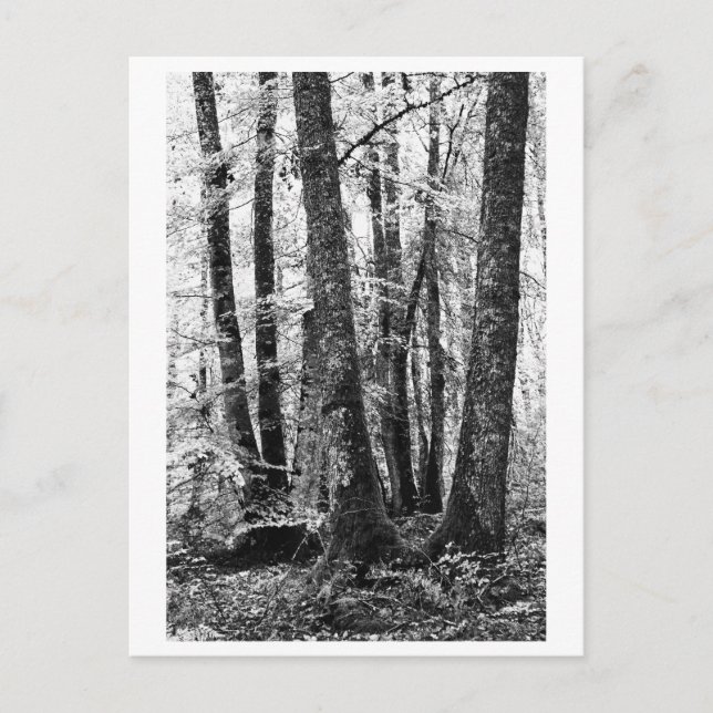 Carte Postale Photographie d'arbres - Sylva (Devant)