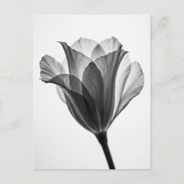 Carte Postale Photographie d'art botanique monochrome fine (Devant)