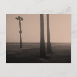Carte Postale Photographie d'art des palmiers Sepia 
