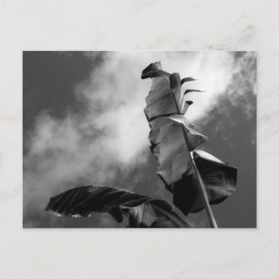 Carte Postale Photographie d'art en bananier noir et blanc
