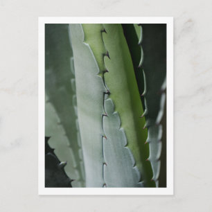 Carte Postale Photographie d'art macro d'aloès