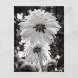 Carte Postale Photographie d'art noir et blanc de Dahlias