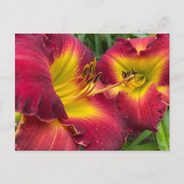 Carte Postale Photographie : Daylily "Dragon King" (Devant)