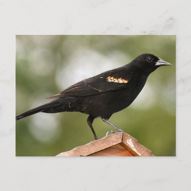 Carte Postale Photographie de Blackbird à ailes rouges (Devant)