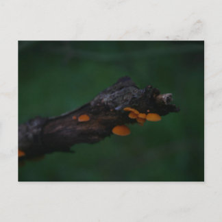 Carte Postale Photographie de champignons orange