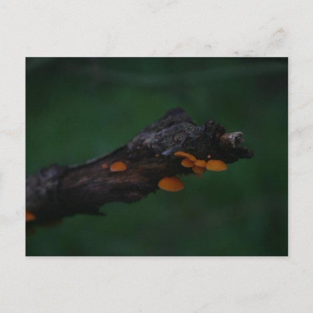 Carte Postale Photographie de champignons orange (Devant)