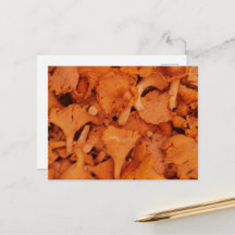 Photographie de Chanterelles Fraîches
