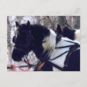 Carte Postale Photographie de chevaux de trait Pinto en Iowa rur