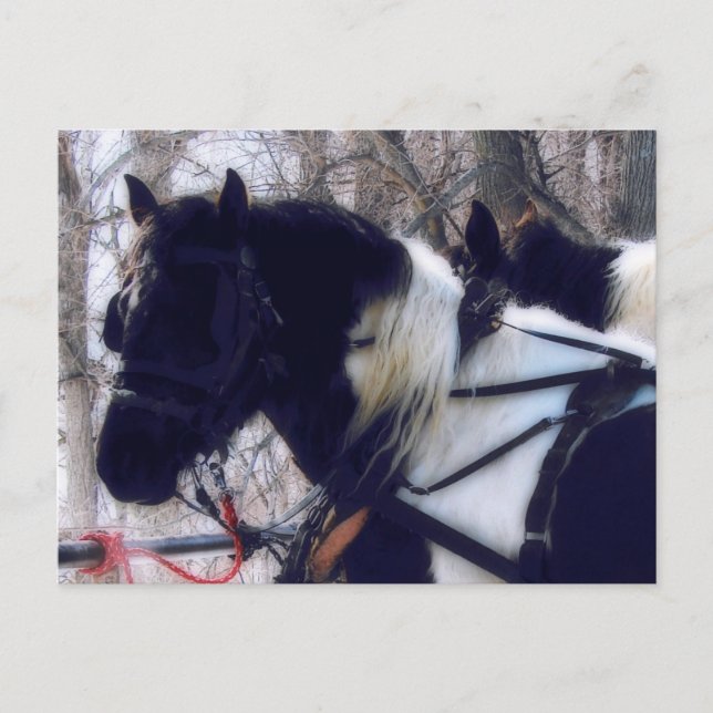 Carte Postale Photographie de chevaux de trait Pinto en Iowa rur (Devant)