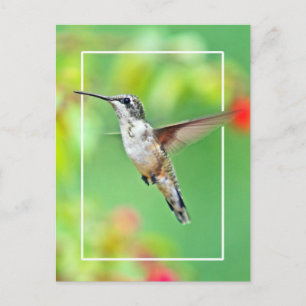 Carte Postale Photographie de colibri
